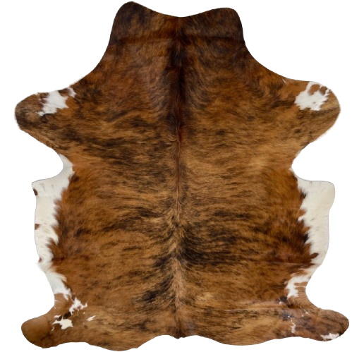 Reddish Brown and Black Colombian Brindle Cowhide: reddish brown with black, brindle markings, white on the belly and part of the shanks, and longer hair down the spine and on the belly  7'4" x 5'5" (COBR1602)