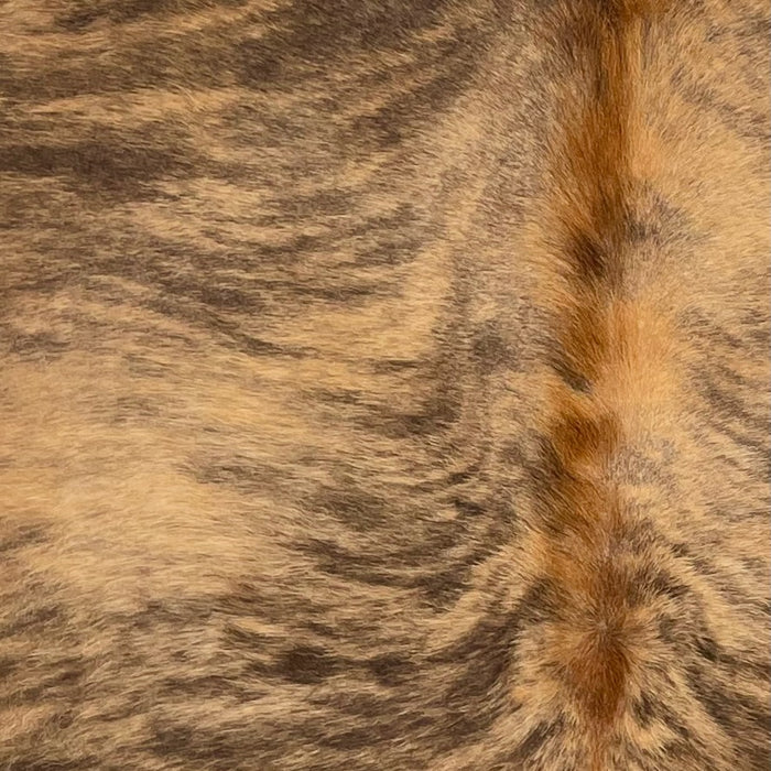 Closeup of this extra-large Colombian Brindle Cowhide, showing light brown with black, brindle markings, and reddish brown, longer hair down the spine  (COBR1605)
