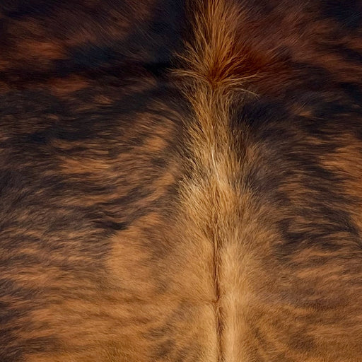 Closeup of this Colombian Brindle Cowhide, showing reddish brown with black, brindle markings, golden brown and light brown down the middle of the back, and longer hair on part of the spine - 6'2" x 4'6" (COBR1608)
