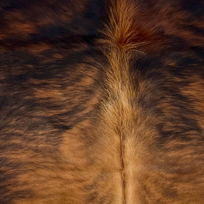 Closeup of this Colombian Brindle Cowhide, showing reddish brown with black, brindle markings, golden brown and light brown down the middle of the back, and longer hair on part of the spine - 6'2" x 4'6" (COBR1608)