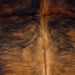 Closeup of this Colombian Brindle Cowhide, showing reddish brown with black, brindle markings, golden brown and light brown down the middle of the back, and longer hair on part of the spine - 6'2" x 4'6" (COBR1608)