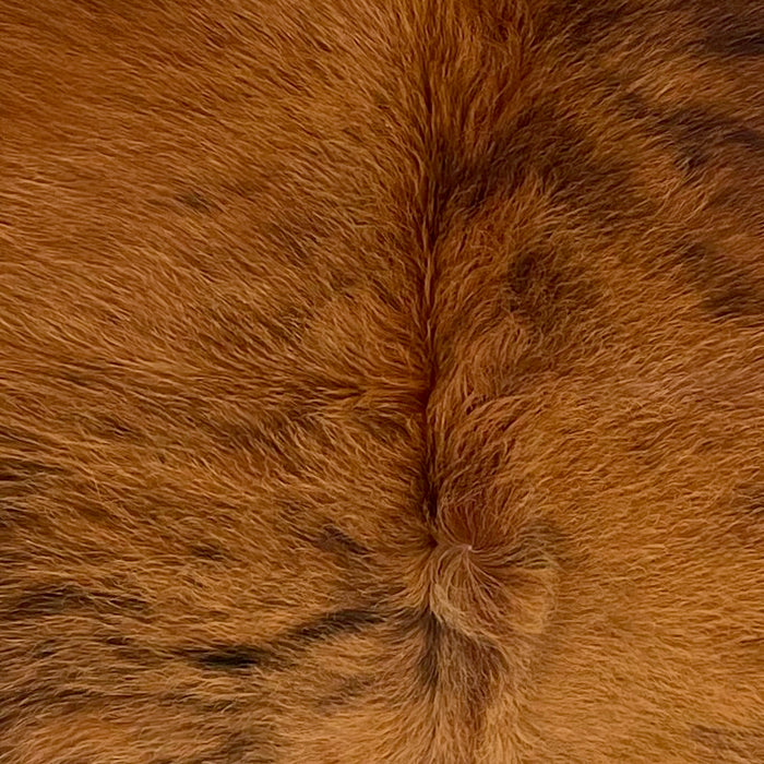 Closeup of this Colombian Brindle Cowhide, showing long hair that is reddish brown with black, brindle markings  (COBR1609)