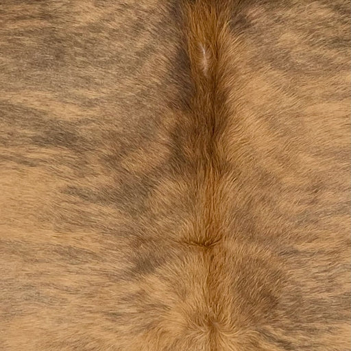 Closeup of this Colombian Brindle Cowhide, showing light reddish brown with black, brindle markings, and longer hair down the spine (COBR1612)