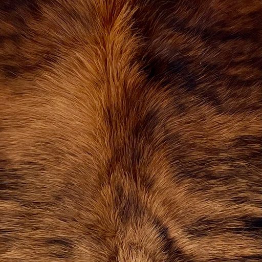 Closeup of this Colombian Brindle Cowhide, showing long hair that is reddish brown with black, brindle markings (COBR1615)