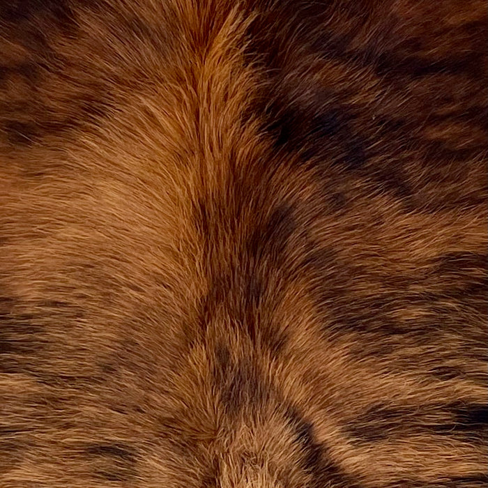 Closeup of this Colombian Brindle Cowhide, showing long hair that is reddish brown with black, brindle markings (COBR1615)