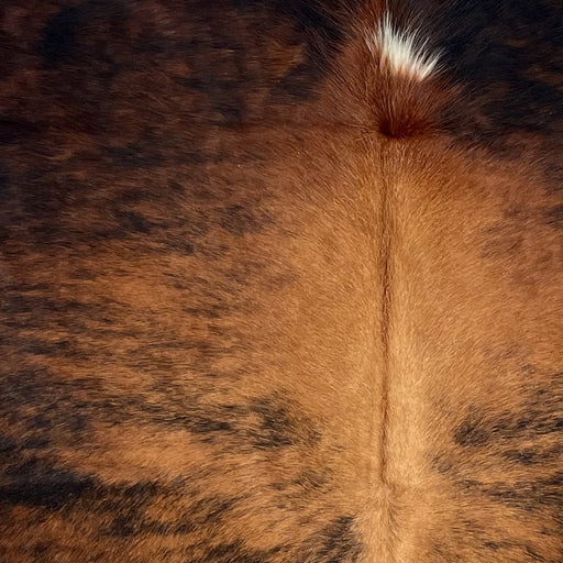 Closeup of this Colombian Brindle Cowhide, showing golden brown and dark reddish brown with black, brindle markings, and a small, white spot on the spine (COBR1626)
