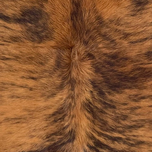 Closeup of this Colombian Brindle Cowhide, showing reddish brown with black, brindle markings, and longer hair down the spine (COBR1627)