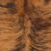 Closeup of this Colombian Brindle Cowhide, showing reddish brown with black, brindle markings, and longer hair down the spine (COBR1627)