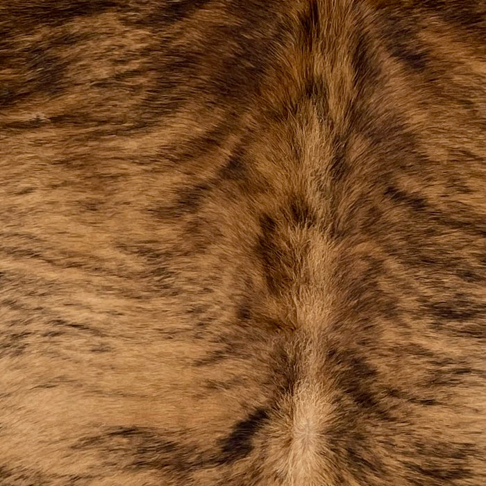 Closeup of this Colombian Brindle Cowhide, showing brown and reddish brown with black, brindle markings, and longer hair down the spine (COBR1629)