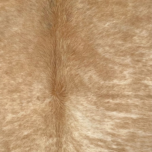 Closeup of this Large Colombian Brindle Cowhide, showing light brown with white, brindle markings (COBR1723)