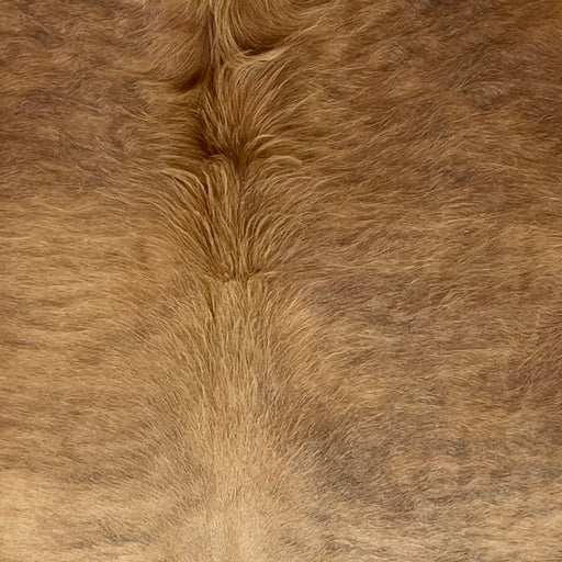 Closeup of this Colombian Brindle Cowhide, showing reddish brown and light brown with faint, gray brindle markings, and long hair down the middle of the shoulder (COBR1724)