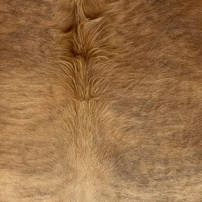 Closeup of this Colombian Brindle Cowhide, showing reddish brown and light brown with faint, gray brindle markings, and long hair down the middle of the shoulder (COBR1724)