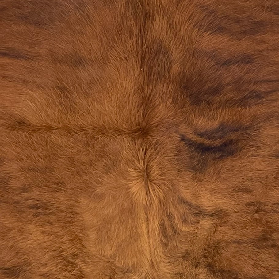 Closeup of this Colombian Brindle Cowhide, showing long hair that is red brown with black, brindle markings  (COBR1733)
