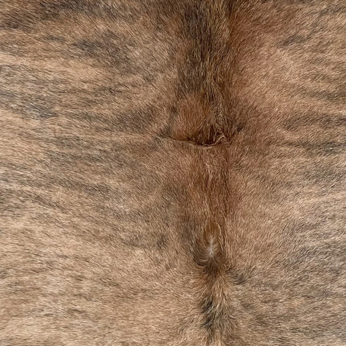 Closeup of this Colombian Brindle Cowhide, showing light tan with black, brindle markings, and longer, reddish brown hair down part of the spine  (COBR1734)