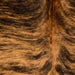 Closeup of this Colombian Brindle Cowhide, showing reddish brown with black, brindle markings, and longer hair down the spine  (COBR1742)