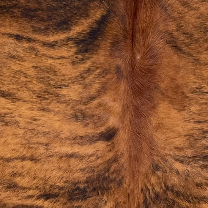 Closeup of this Colombian Brindle Cowhide, showing red brown with black, brindle markings, and longer hair down the spine (COBR1744)