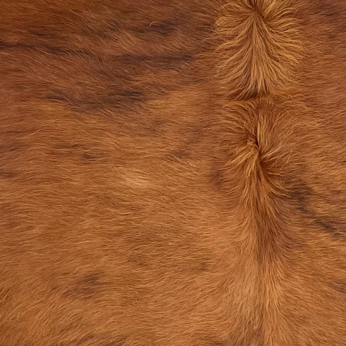 Closeup of this Brazilian Brindle Cowhide, showing long hair reddish brown and faint, black, brindle markings (COBR1747)