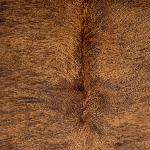 Closeup of this Colombian Brindle Cowhide, showing long hair that is brown with black, brindle markings (COBR1748)