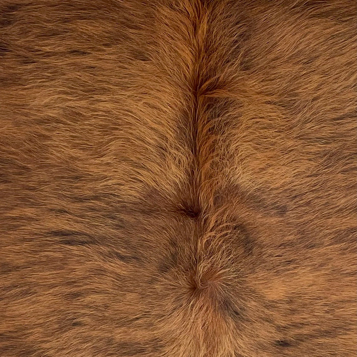 Closeup of this Colombian Brindle Cowhide, showing long hair that is brown with black, brindle markings (COBR1748)