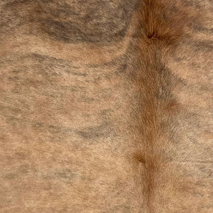 Closeup of this Colombian Brindle Cowhide, showing light reddish brown with black, brindle markings, and longer hair down the spine (COBR1752)