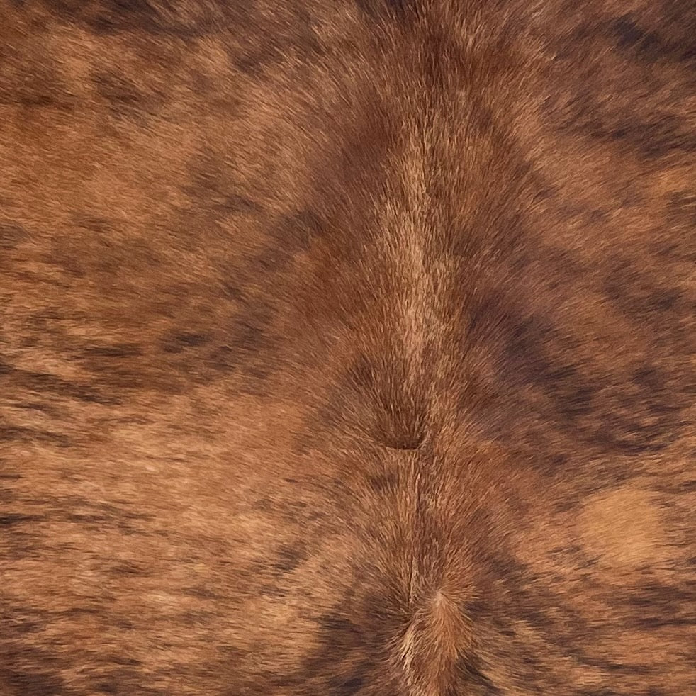 Closeup of this Spotted Colombian Brindle Cowhide, showing reddish brown with black, brindle markings, and longer hair down the spine  (COBR1753)
