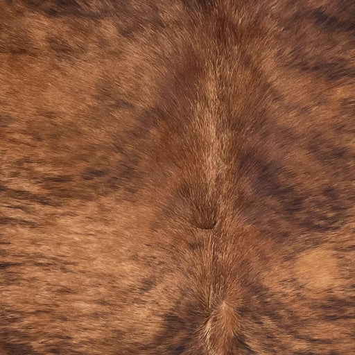 Closeup of this Spotted Colombian Brindle Cowhide, showing reddish brown with black, brindle markings, and longer hair down the spine  (COBR1753)