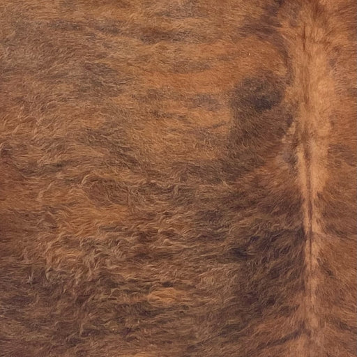 Closeup of this Colombian Brindle Cowhide, showing reddish brown with black, brindle markings, white spots on the belly, and long hair on the back (COBR1755)