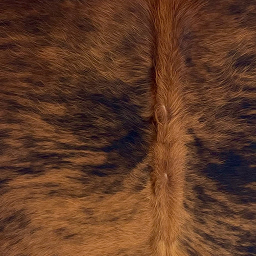 Closeup of this Colombian Brindle Cowhide, showing red brown with black, brindle markings, and longer hair down the middle of the shoulder (COBR1756)
