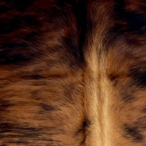 Closeup of this Colombian Brindle Cowhide, showing reddish brown with black, brindle markings, and longer hair on the shoulder (COBR1759)