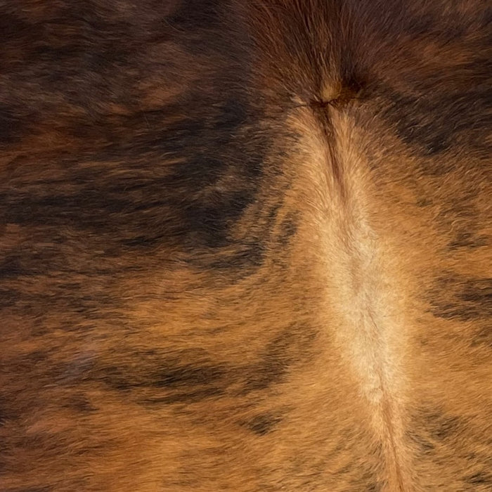 Closeup of this Colombian, Brindle Cowhide, showing reddish brown and black, with light brown and black down the middle of the back and on the spine (COBR985)