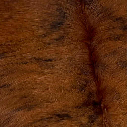 Closeup of this Colombian, Brindle Cowhide, showing red brown and black  (COBR994)