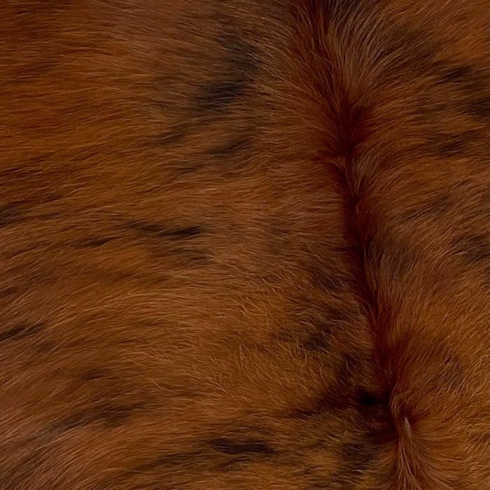 Closeup of this Colombian, Brindle Cowhide, showing red brown and black  (COBR994)