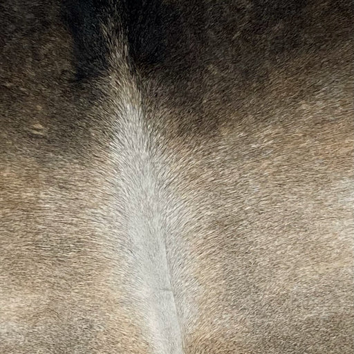 Closeup of this Gray and Black, Colombian Cowhide, showing a mix of gray and light beige, black on the shoulder, and white down the spine (COGR223)