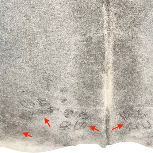 Closeup of this Two Tone Gray Colombian Cowhide, showing four brand marks on the butt (COGR319)