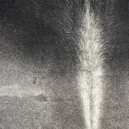 Closeup of this Two Tone Gray Colombian Cowhide, showing light gray on the back, dark gray shoulder, and white down the spine  (COGR320)
