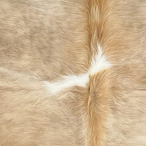 Closeup of this Colombian Palomino Cowhide, showing light brown with reddish brown, longer hair down the spine, and one of two white spots down the middle (COPL265)