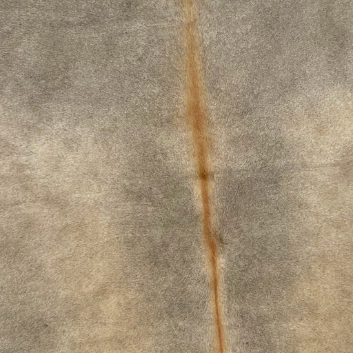 Closeup of this Colombian Cowhide, showing taupe, with light beige down both sides of the back, and red brown down the spine (COSL237)