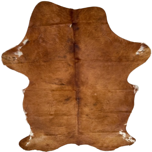 XL Red Brown Colombian Cowhide: red brown with small, white spots on the belly and shanks, and a few patches of longer hair, and longer hair down the spine - 8' x 5'1" (COSL263)