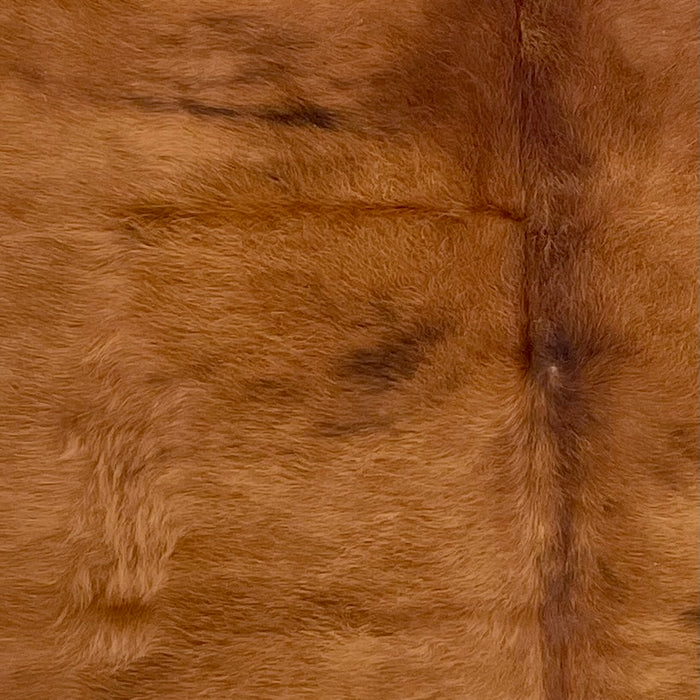 Closeup of this XL Colombian Cowhide, showing red brown, and a patch of longer hair, and longer hair down the spine  (COSL263)