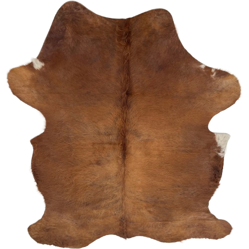 Solid Brown Colombian Cowhide: solid brown with longer hair down the spine and on the belly, and one small white spot on the edge of each side - 7'5" x 5' (COSL264)
