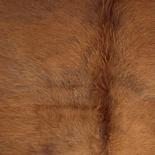 Closeup of this Colombian Cowhide, showing solid brown with longer hair down the spine (COSL264)