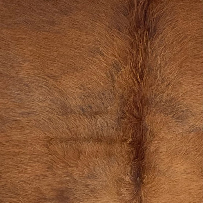 Closeup of this Colombian Cowhide, showing solid brown with longer hair down the spine (COSL264)