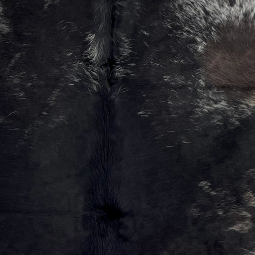 Closeup of this Speckled, Colombian Cowhide, showing mostly solid black, with white speckles and spots along the edge, and one dark brown spot on the right side of the shoulder  (COSP2395)