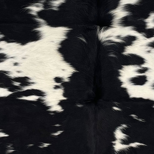 Closeup of this Large Speckled Colombian Cowhide, showing white with black speckles, and large and small, black spots, and longer hair down the spine  (COSP2651)