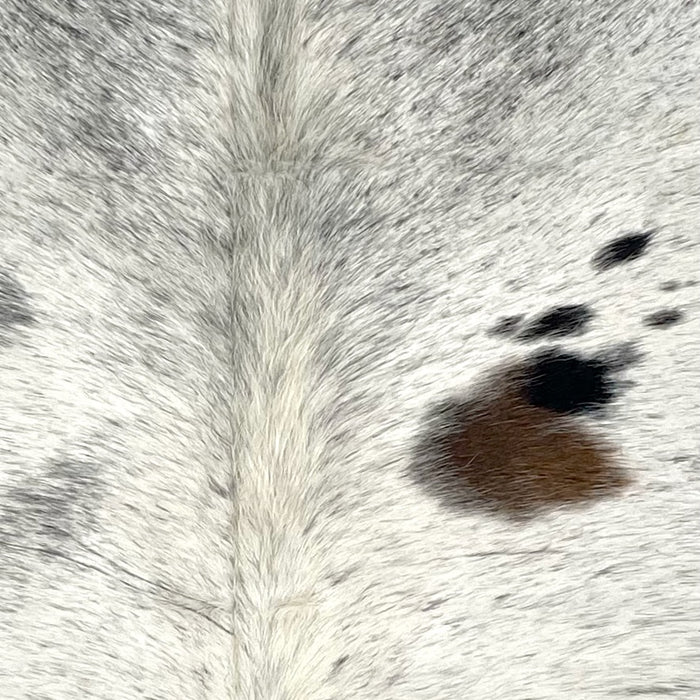 Closeup of this Speckled Colombian Cowhide, showing white and off-white with black speckles and spots, and one brown spot on the right side of the back (COSP3551)