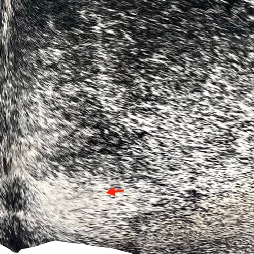 Closeup of this Back and White Speckled Colombian Cowhide, showing one brand mark on the right side of the butt  (COSP3555)