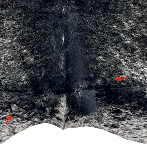 Closeup of this Black and White Speckled Colombian Cowhide, showing two brand marks on the butt (COSP3557)