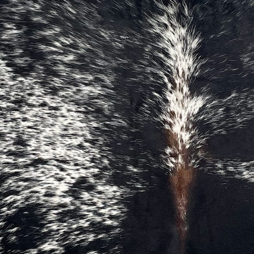 Closeup of this Speckled Colombian Cowhide, showing white with black spots and speckles, and brown down part of the spine (COSP3559)