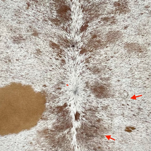 closeup of this Speckled Brazilian Cowhide, showing off-white with brown speckles and spots, and two brand marks on the right side of the back (COSP3564)