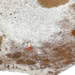 closeup of this Brown and Off-White Speckled Brazilian Cowhide a cluster of brand marks on the left side of the butt  (COSP3564)